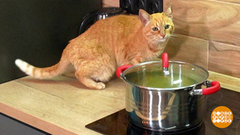 Если котик один дома... Доброе утро. Фрагмент 