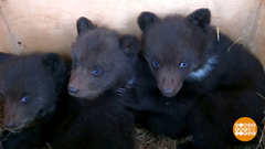 Как спасают медвежат. Доброе утро. Фрагмент 