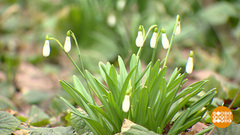 Почему подснежники морозов не боятся? Доброе утро. Суббота. Фрагмент 