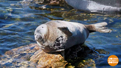 Нерп по весне считают. И медведей тоже… Доброе утро. Фрагмент