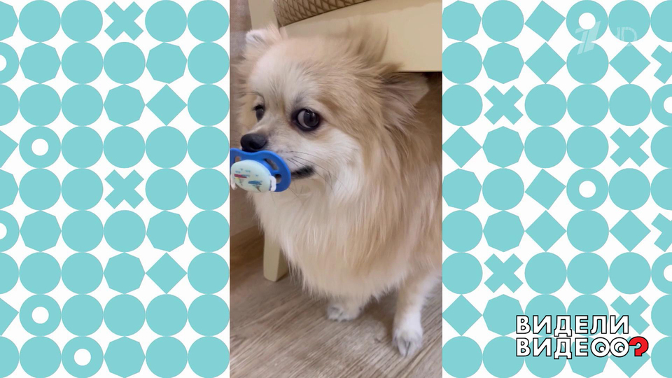 Шпиц Бублик. Видели видео? Фрагмент выпуска от 27.04.2025