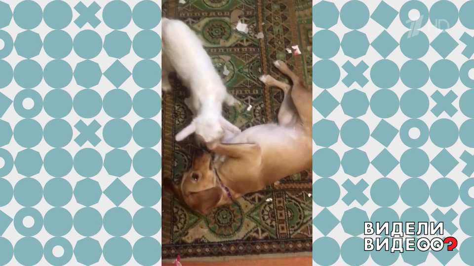 Собака Шлепа. Видели видео? Фрагмент выпуска от 27.04.2025