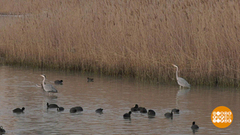 Сейчас вылетит птичка! Доброе утро. Фрагмент 