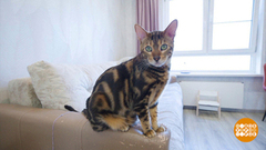 Кот, давай-ка сядем! На диету. Доброе утро. Фрагмент 