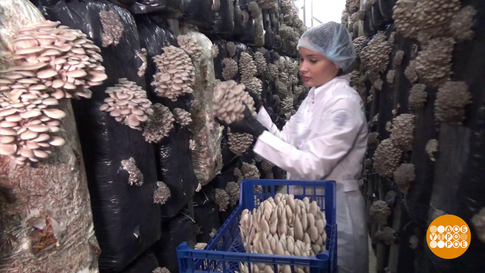 Домашняя грибница: что выросло, то выросло. Доброе утро. Фрагмент выпуска от 28.04.2025