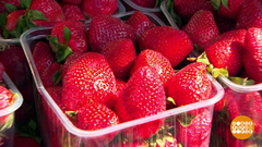 Клубника, откуда ты приехала? Доброе утро. Фрагмент