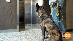 Дама с собачкой… в лифте! Доброе утро. Фрагмент 