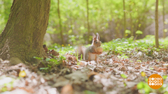 «Белкопад». Что делать? Доброе утро. Фрагмент 