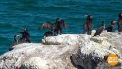 Сейчас вылетит птичка. А за ней другая. Доброе утро. Фрагмент