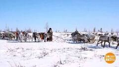 Олени бегут! Доброе утро. Фрагмент 