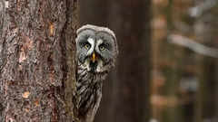 Что? Где? Когда? Летняя серия игр. Игры Магистров. Анонс