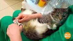 Как постричь когти коту. Доброе утро. Фрагмент 