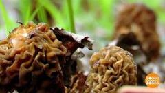 Ура! Сморчки пошли! И трутовики... Доброе утро. Фрагмент 