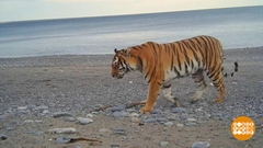 Как спасали тигрят. Доброе утро. Фрагмент 