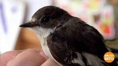 Птичка, я дарю тебе колечко... Доброе утро. Фрагмент 