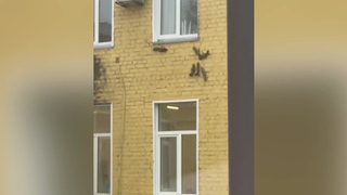 В Кирове банда белок устроила забег по стене больницы скорой помощи: видео