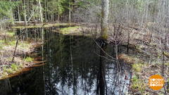 Болота тоже бывают заповедными! Доброе утро. Фрагмент 