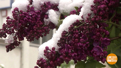 Майские холода: это норма? Доброе утро. Фрагмент 