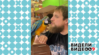 Свободу попугаю. Видели видео? Фрагмент 