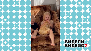 Кот Персик. Видели видео? Фрагмент 