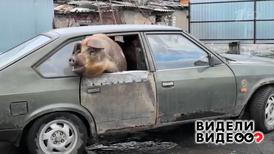Свинья-путешественница. Видели видео? Фрагмент выпуска от 18.05.2025