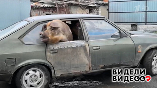 Свинья-путешественница. Видели видео? Фрагмент 