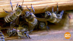 Пчел заказывали? Получите! Доброе утро. Фрагмент 