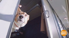 Мы едем, едем, едем... в отпуск с собакой! Доброе утро. Фрагмент