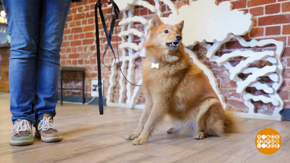 А можно к вам в гостиницу — с собакой? Доброе утро. Фрагмент выпуска от 22.05.2025