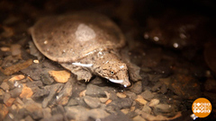 Как спасают черепашек. Доброе утро. Фрагмент 