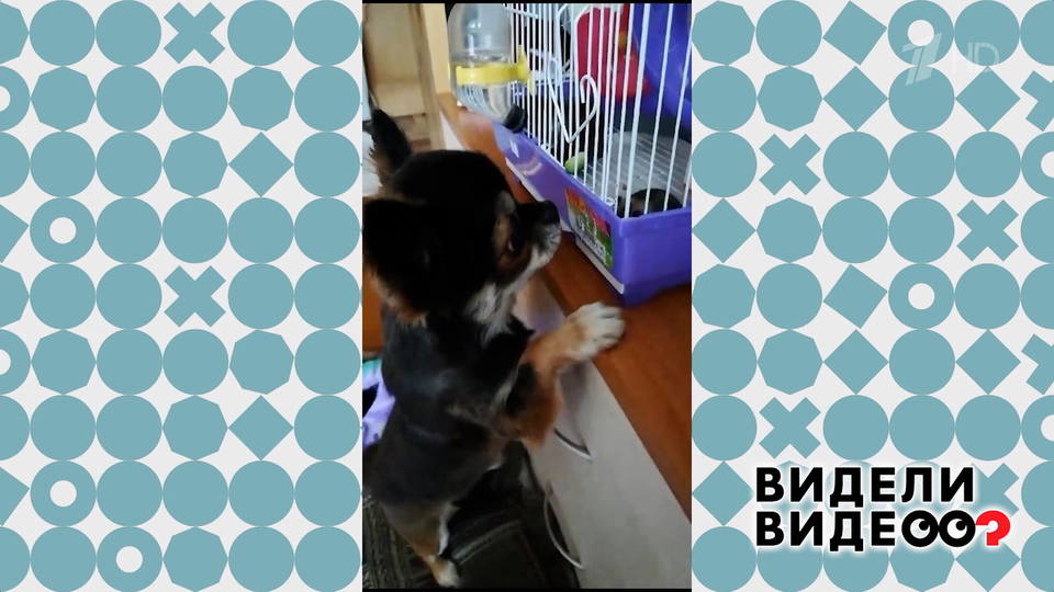 Чихуахуа Каспер. Видели видео? Фрагмент выпуска от 25.05.2025