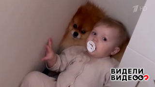 Шпиц Доминика. Видели видео? Фрагмент 