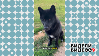 Волкособ Гудлан. Видели видео? Фрагмент 