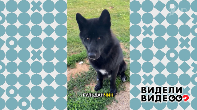 Волкособ Гудлан. Видели видео? Фрагмент 