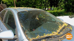 Пыльца летит! Чем отмыть машину? Доброе утро. Фрагмент 