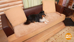 Собака, пусти меня на диван! Доброе утро. Фрагмент 