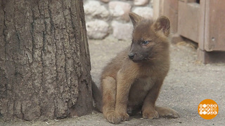 У зверушек — бэби-бум! Доброе утро. Фрагмент 