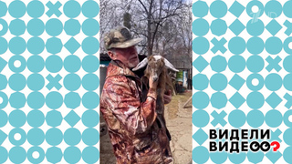 Любимая коза Настенька. Видели видео? Фрагмент 
