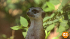 Утро в Московском зоопарке. Доброе утро. Фрагмент 