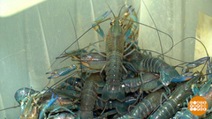 Раки, живите дружно! Доброе утро. Фрагмент 