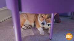 С собаками вход разрешен! Доброе утро. Фрагмент 