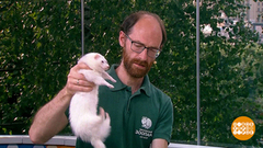 Филипп Тумасьян и хорек Сильва. Доброе утро. Суббота. Фрагмент 