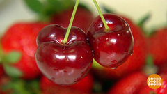 Черешня, покажи хвостик! Доброе утро. Фрагмент