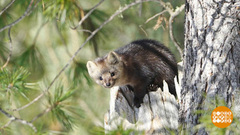 Россия заповедная. Праздничный канал. Фрагмент