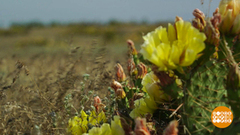 Кактусы цветут! Доброе утро. Фрагмент 