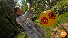 Пугало пугает, а я не боюсь. Птички — тоже... Доброе утро. Фрагмент