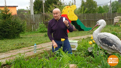 Если на даче прихватило сердце… Доброе утро. Фрагмент 