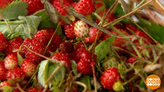 Клубника, я тебя знаю! Ты — земляника! Доброе утро. Фрагмент 