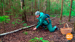 Грибы пошли! А мы — за ними! Но куда? Доброе утро. Фрагмент 
