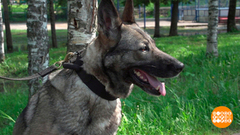 Служебные собаки: найдут, спасут и с детьми понянчатся! Доброе утро. Суббота. Фрагмент 